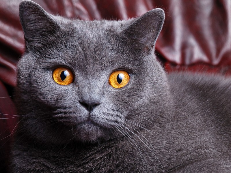 Британский короткошерстный кот серый