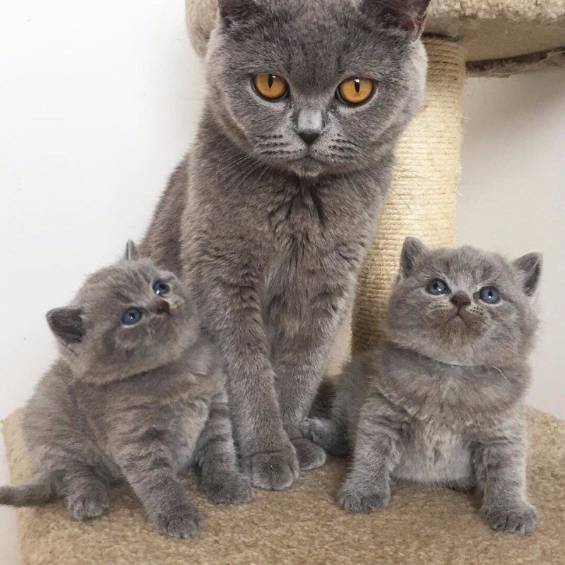 Британская кошка котенок