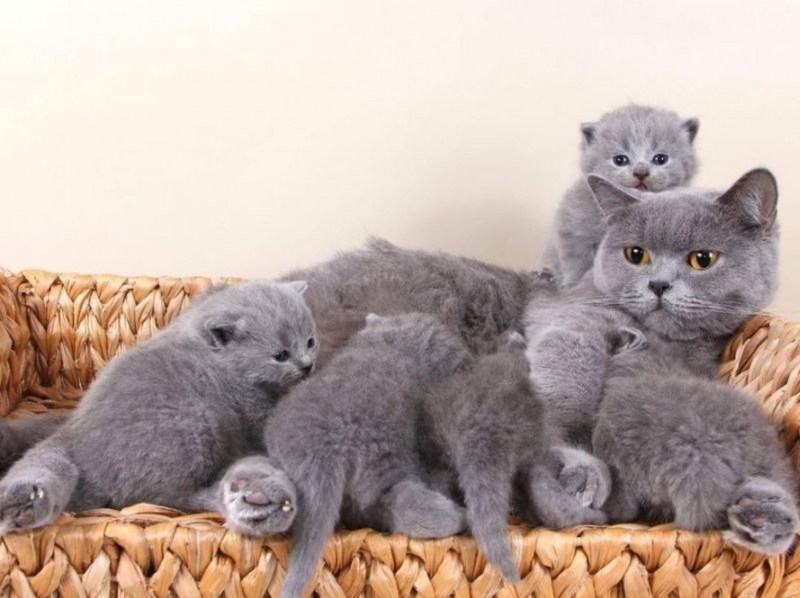 Британская кошка котенок