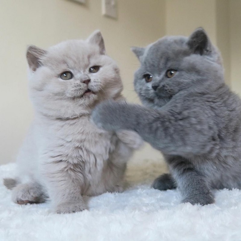Кот британец котенок