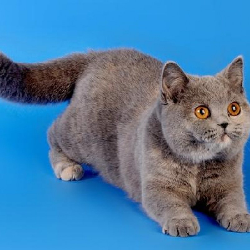 Британская короткошёрстная кошка