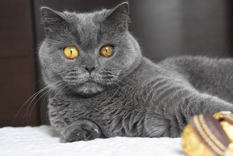 Британская короткошёрстная кошка