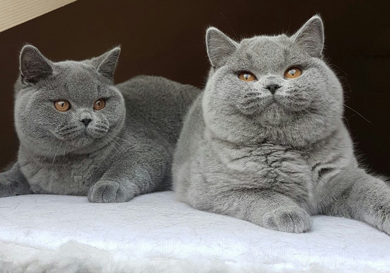Британская короткошерстная.самец