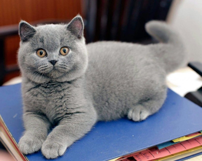 Британская короткошёрстная кошка котята