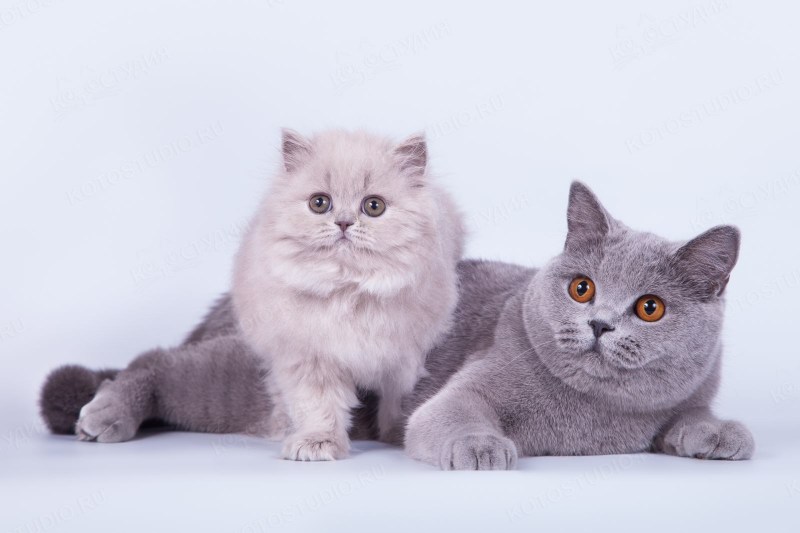 Британская короткошёрстная кошка котята