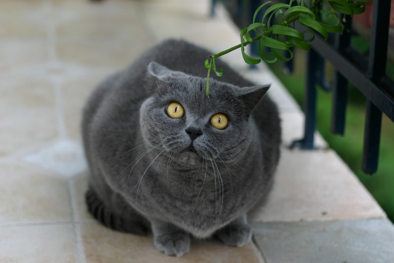 Коты похожие на британцев порода