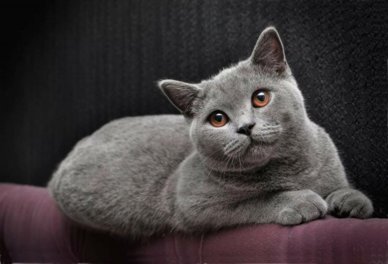 Британская короткошёрстная кошка