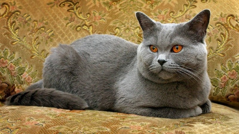 Британский короткошерстный кот серый