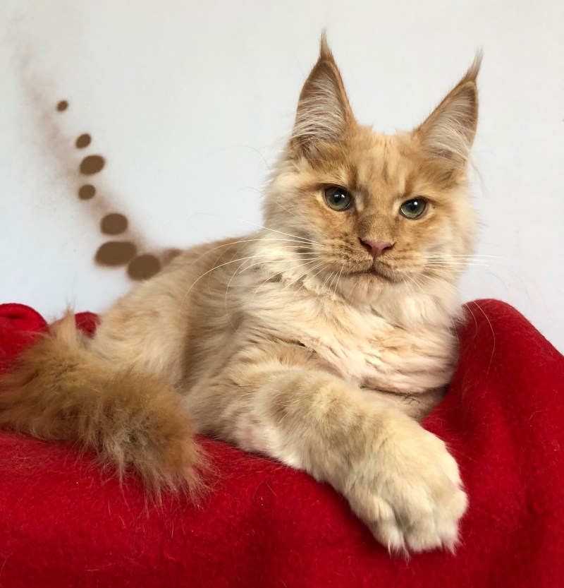 Коты Мейн куны