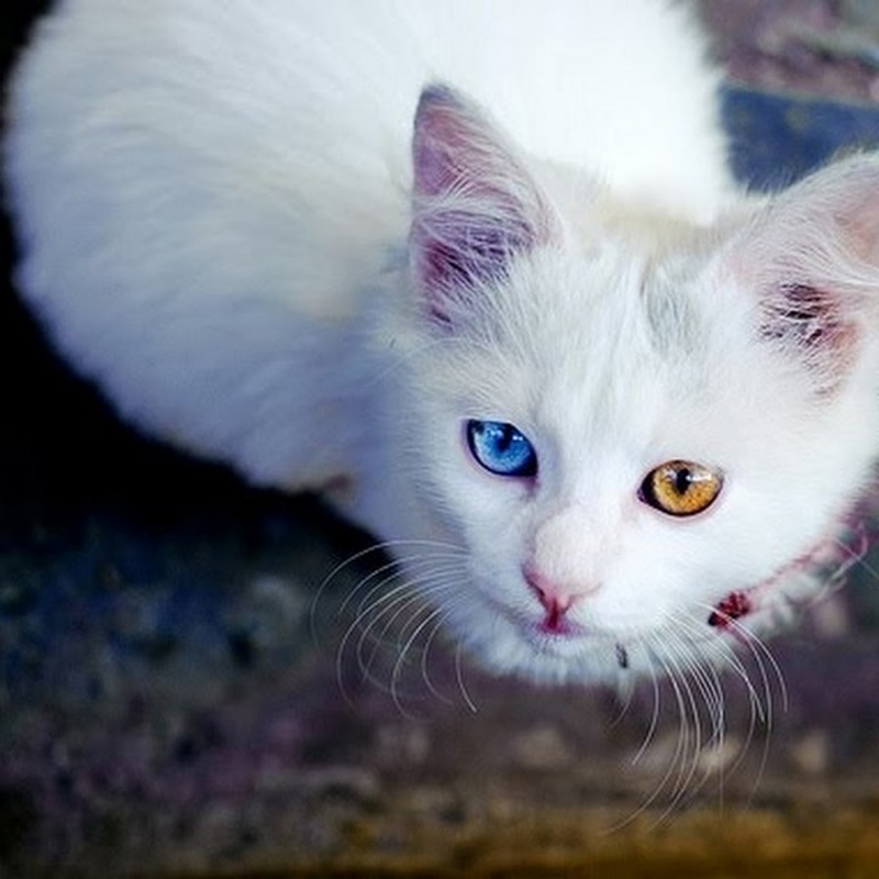 Котята с разными глазами