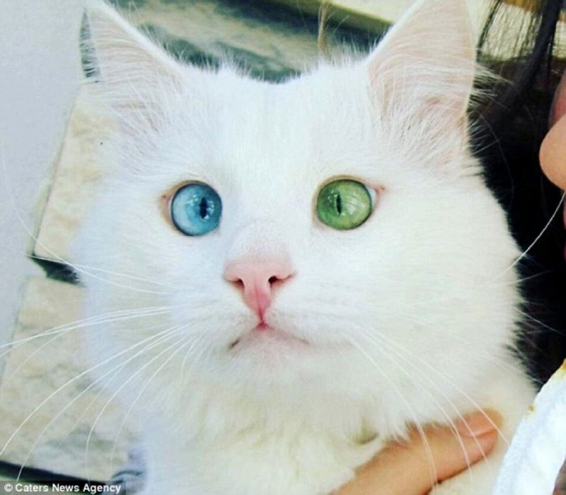 Самые красивые кошки с разными глазами