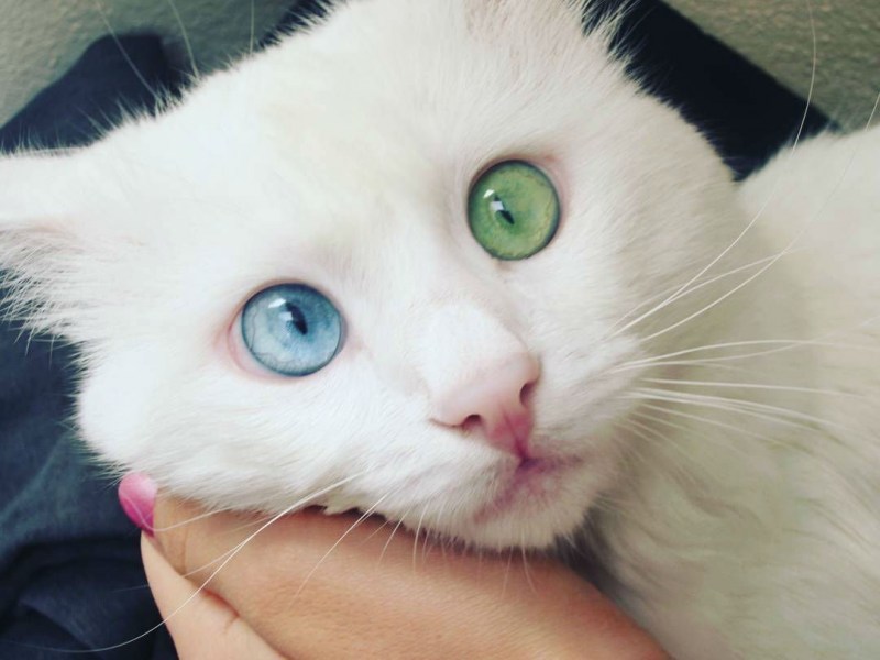 Котята с разноцветными глазами