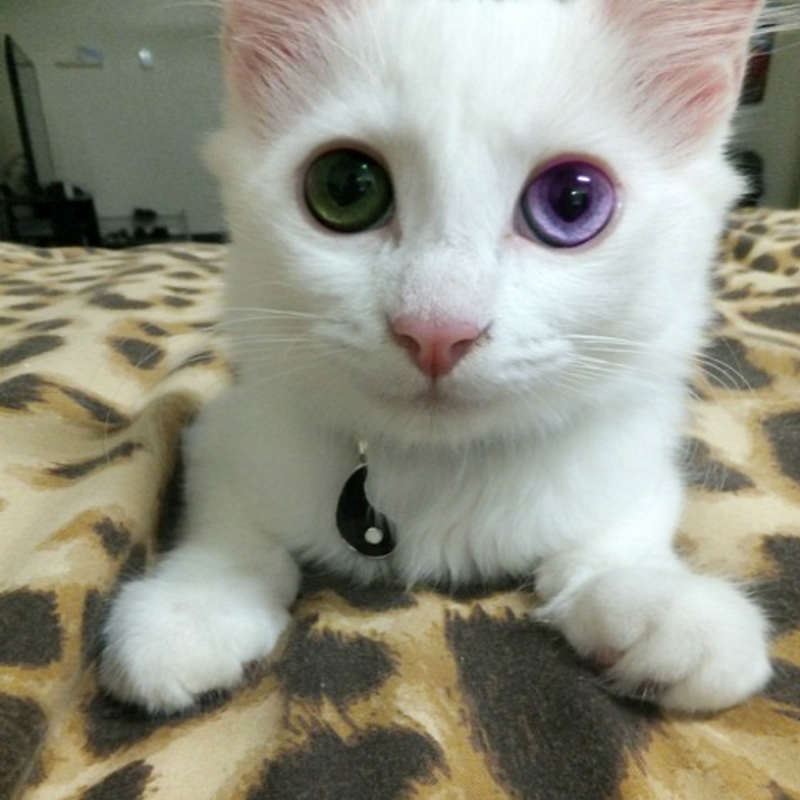 Кошка с фиолетовыми глазами