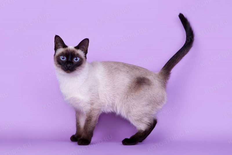 Тайская кошка