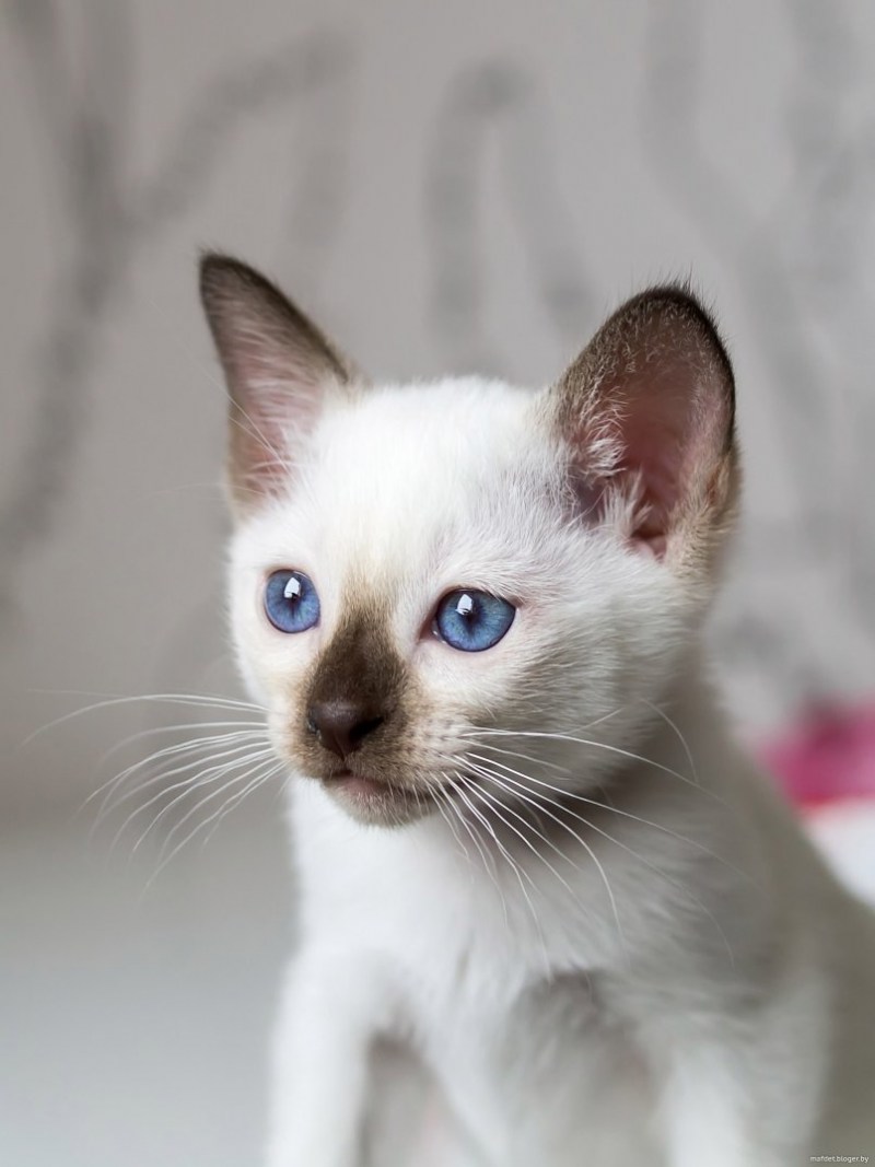 Сиамская и тайская кошка