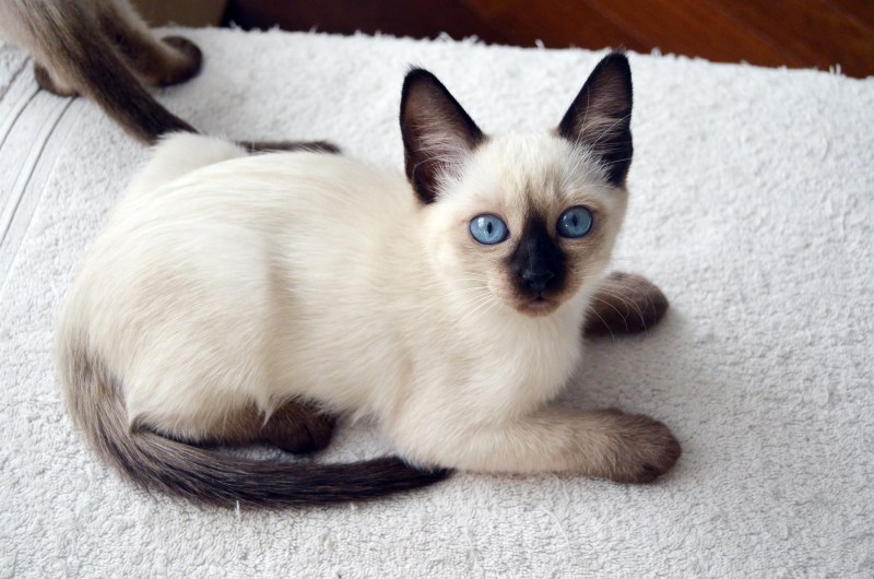 Тайская кошка