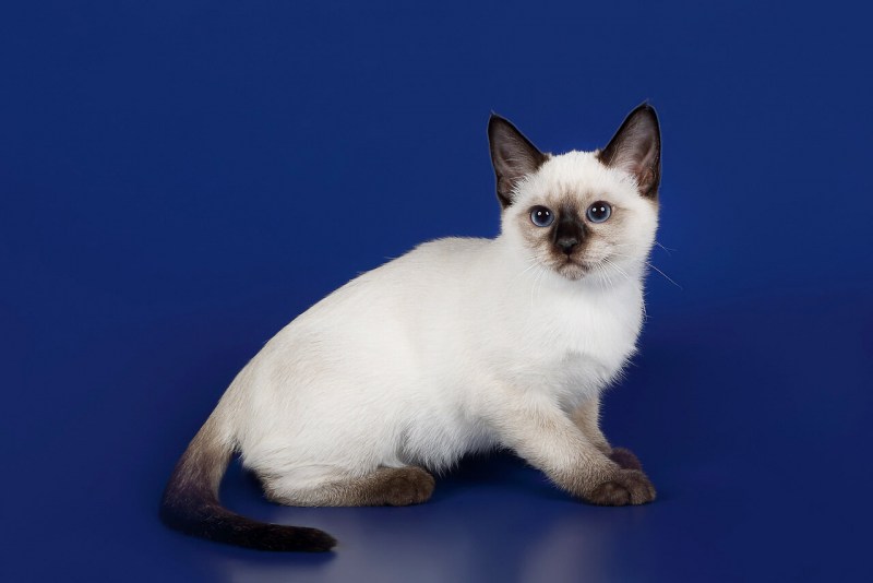 Тайская кошка