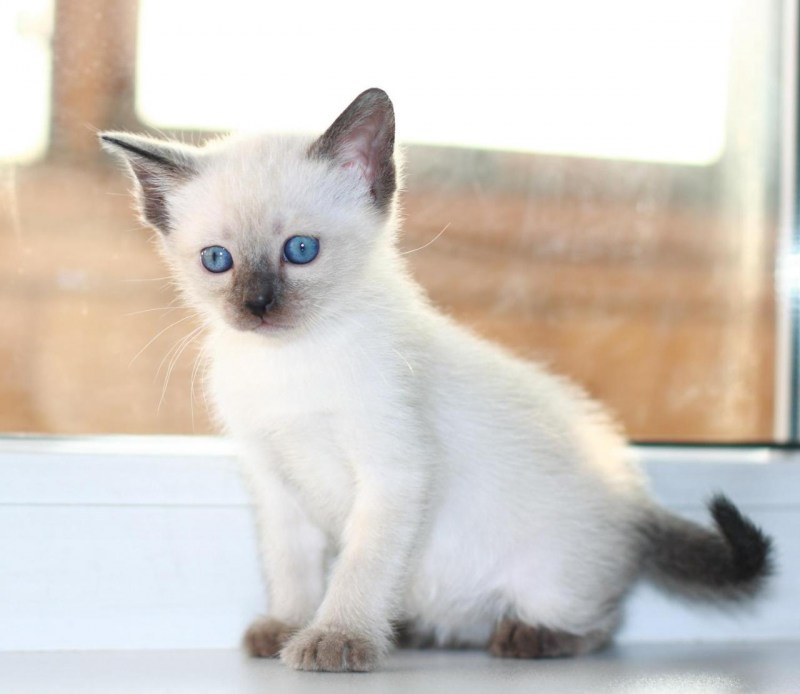 Тайская кошка котята
