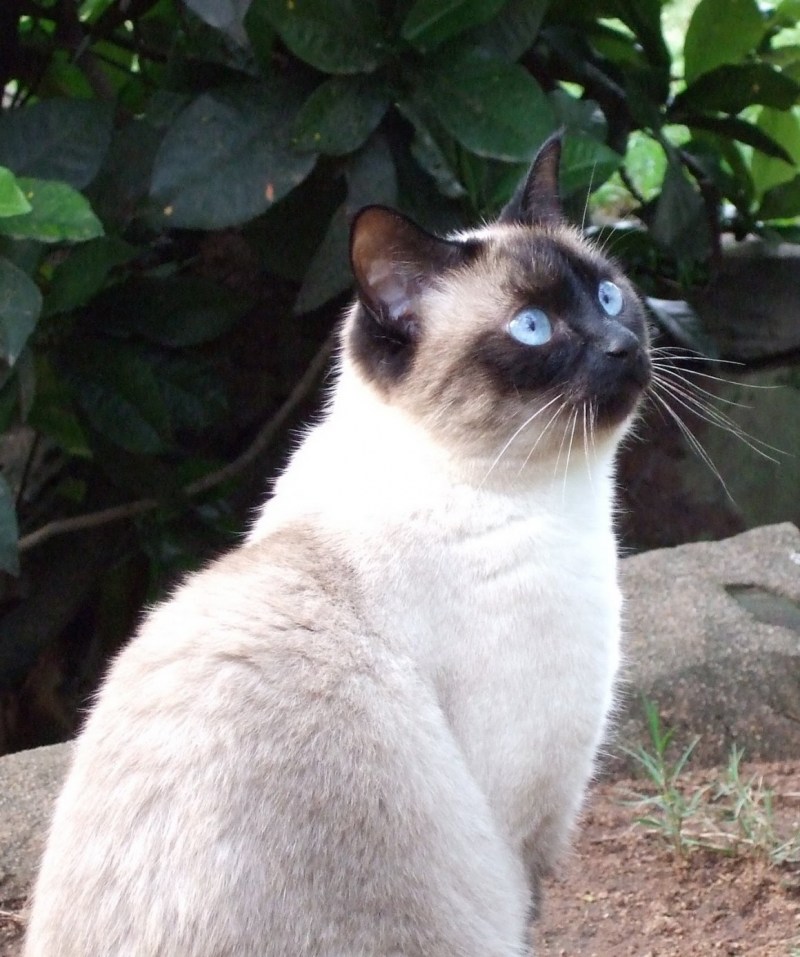 Тайская кошка
