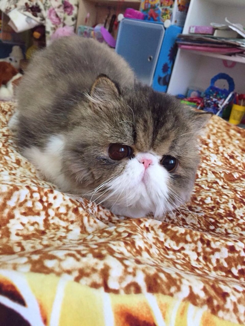 Персидский экзот рыжий