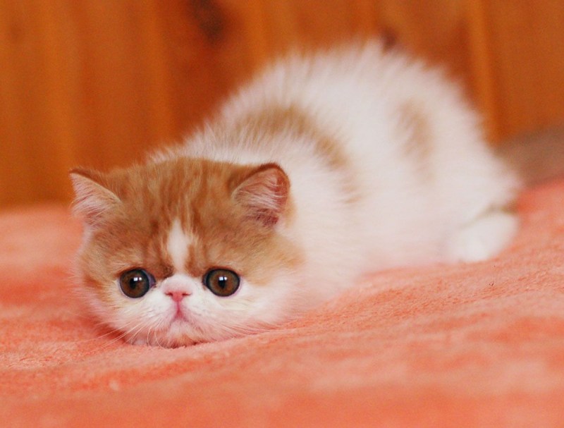 Персидские котята экзоты