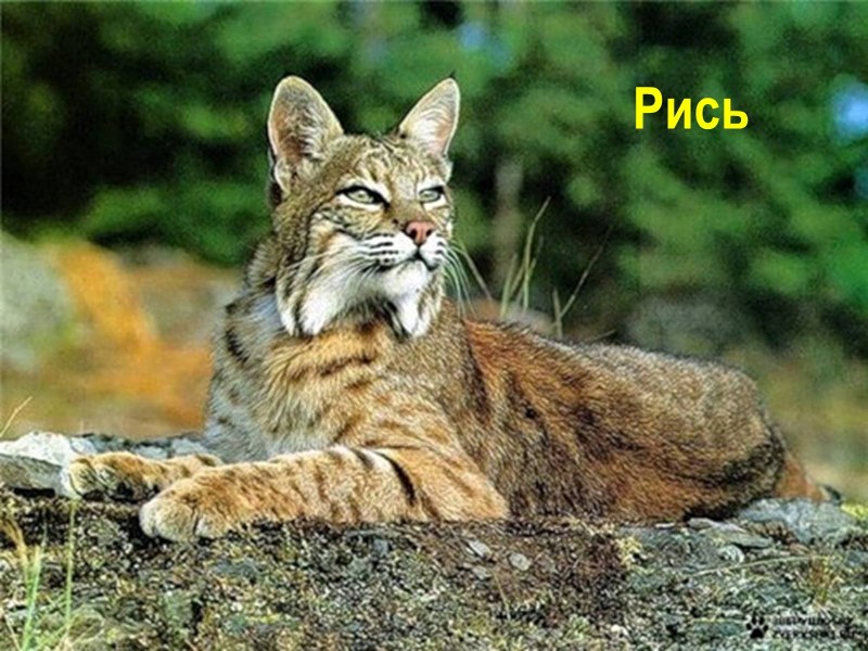 Рысь субтропиков