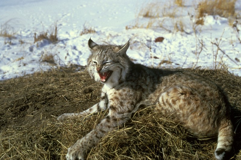 Bobcat кошка