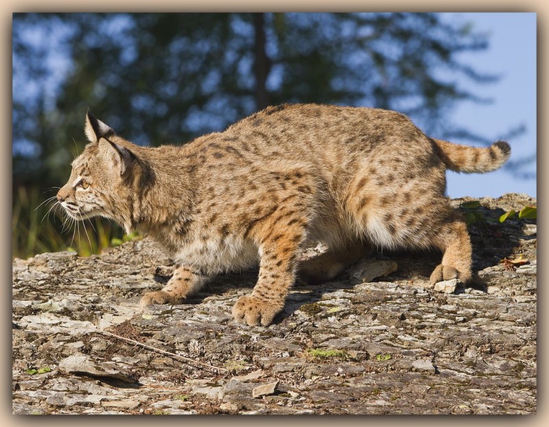 Обыкновенная Рысь Lynx Lynx