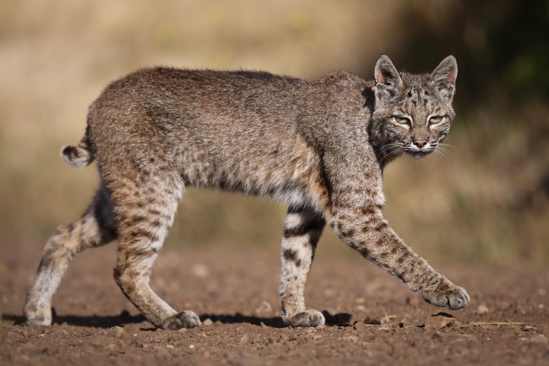 Lynx Rufus Bobcat