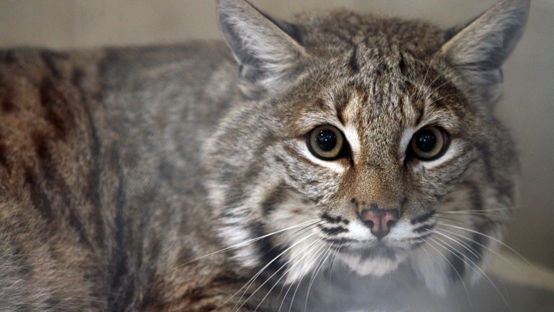 Bobcat порода кошек