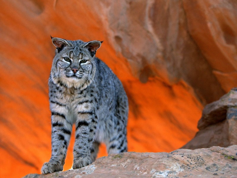 Большая Дикая кошка
