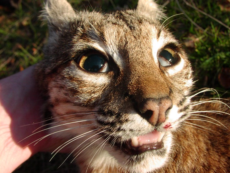 Rabid Bobcat перкрлд