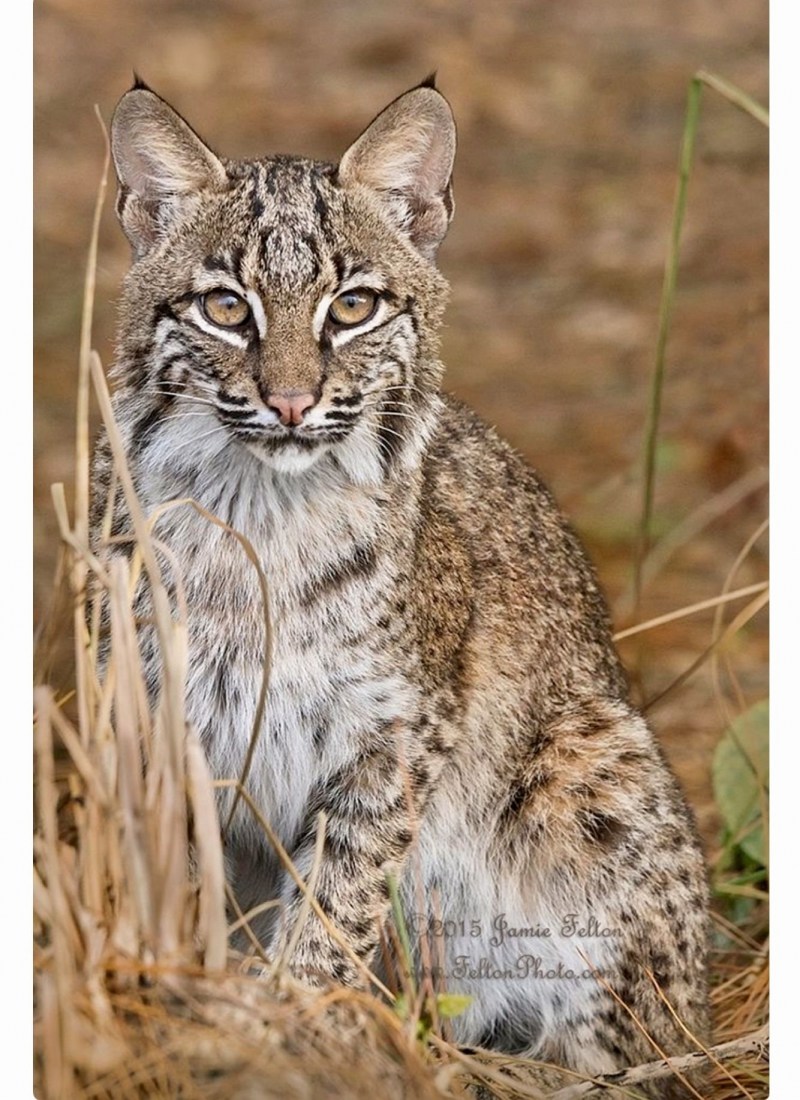 Сибирский Бобкэт кошка