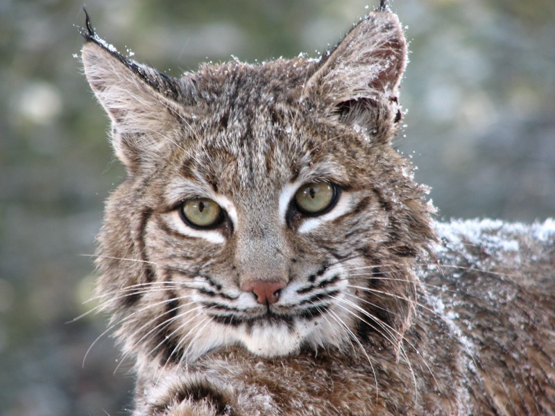 Bobcat Рысь