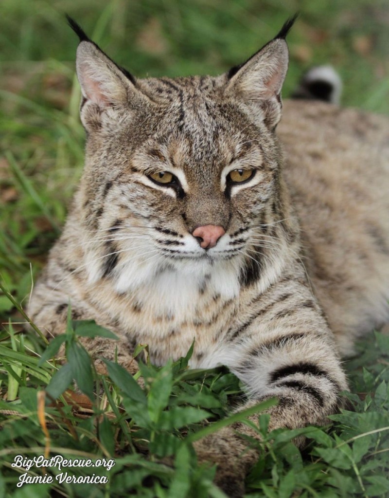 Сервалы Bobcat