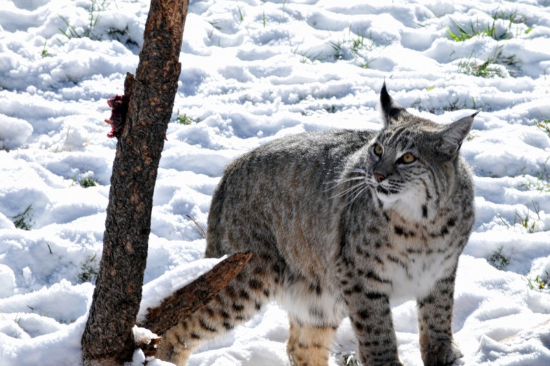Bobcat Рысь