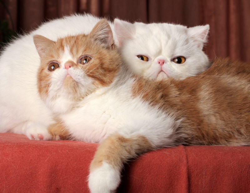 Персидская кошка короткошерстная