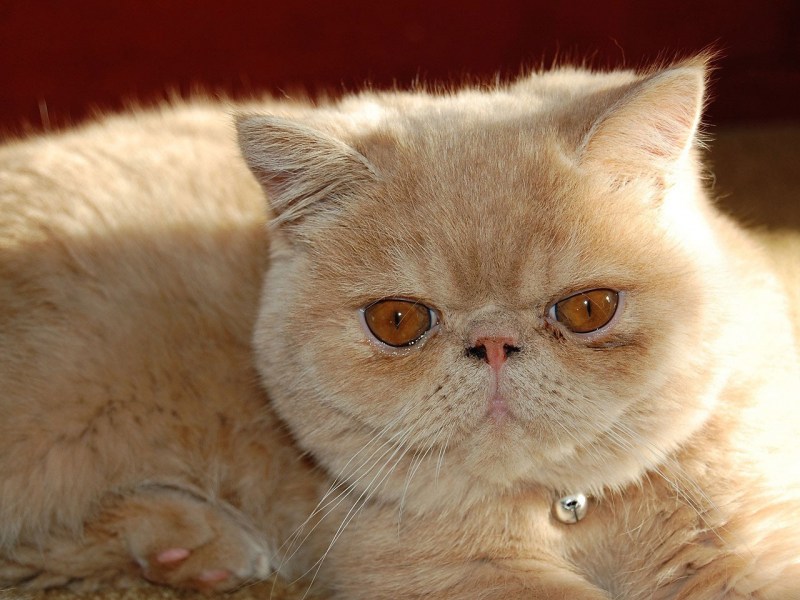 Кошки экзоты короткошерстные