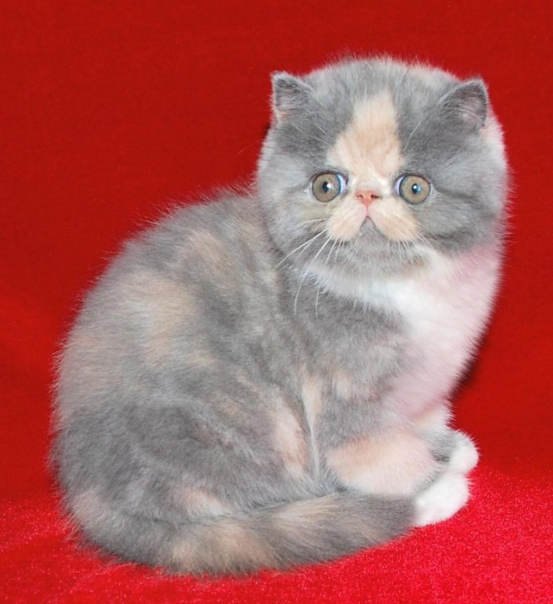 Кот породы экзот черный