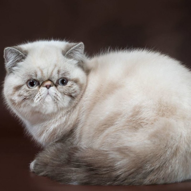 Короткошерстный экзот Браун