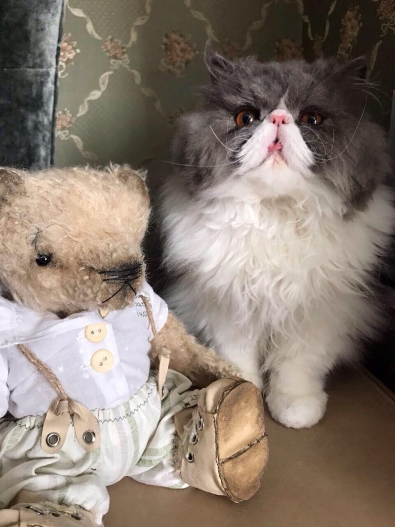 Кошки персы экзоты