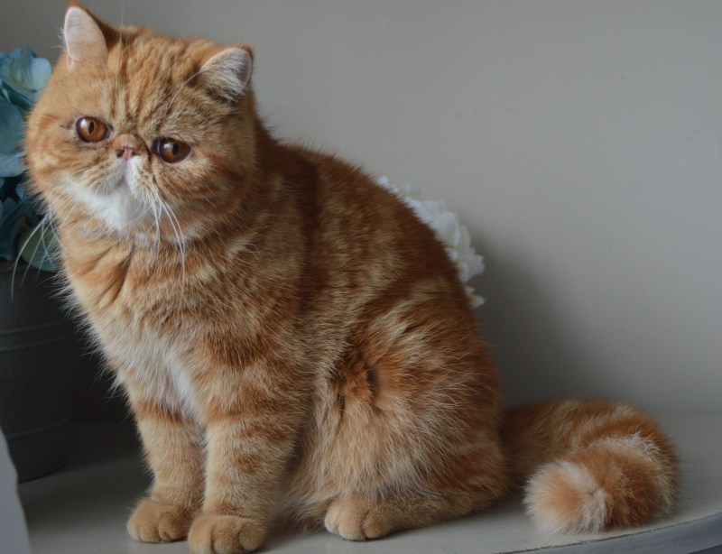 Кошки персы экзоты
