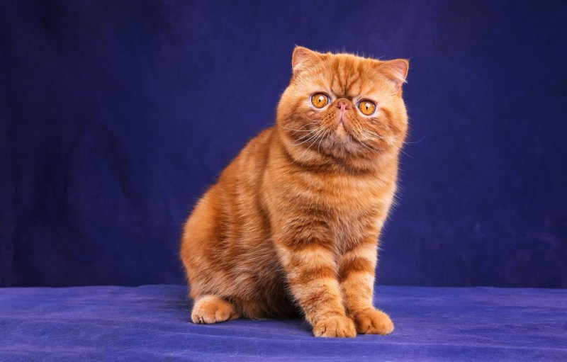 Кот американский экзот