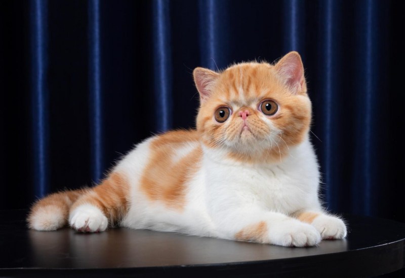 Персидская экзотическая кошка длинношерстная