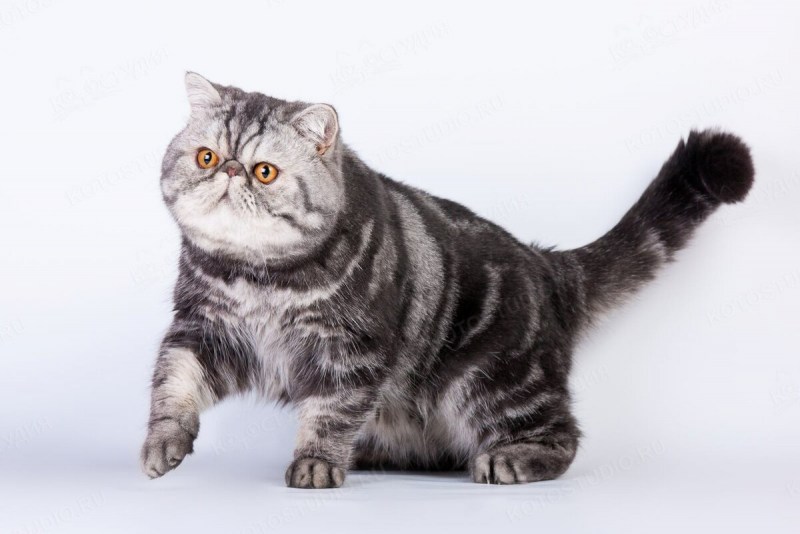 Кошки персы экзоты