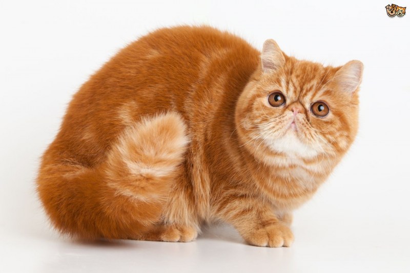 Персидский кот экзот