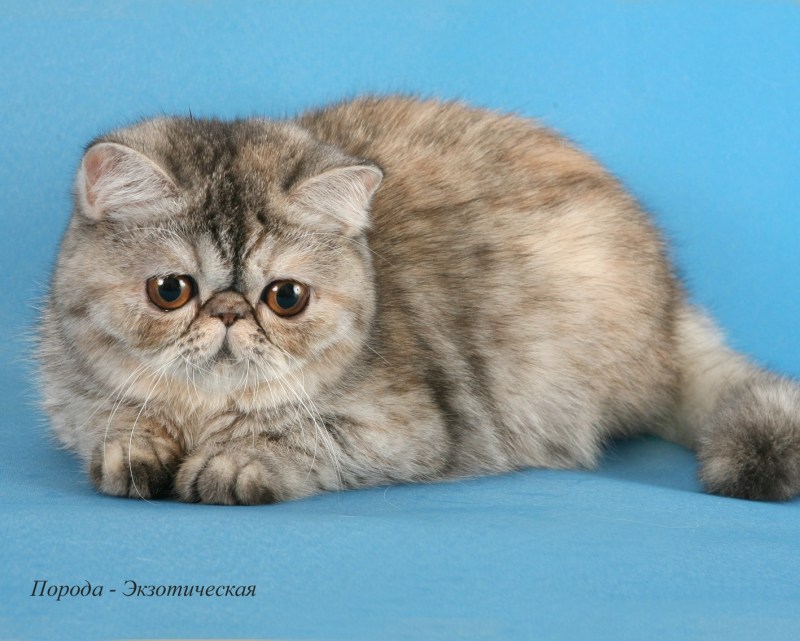 Питомник котята персидские экзоты