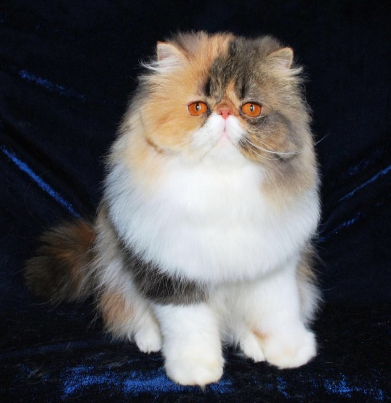 Коты персы экзоты