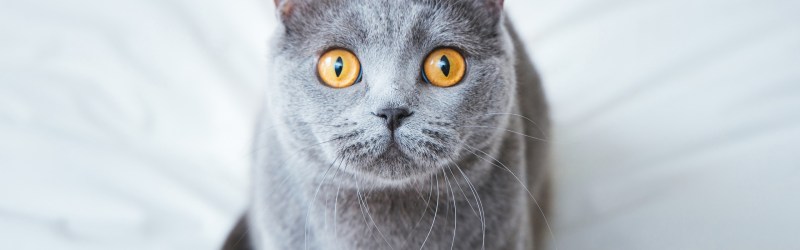 Британская прямоухая кошка