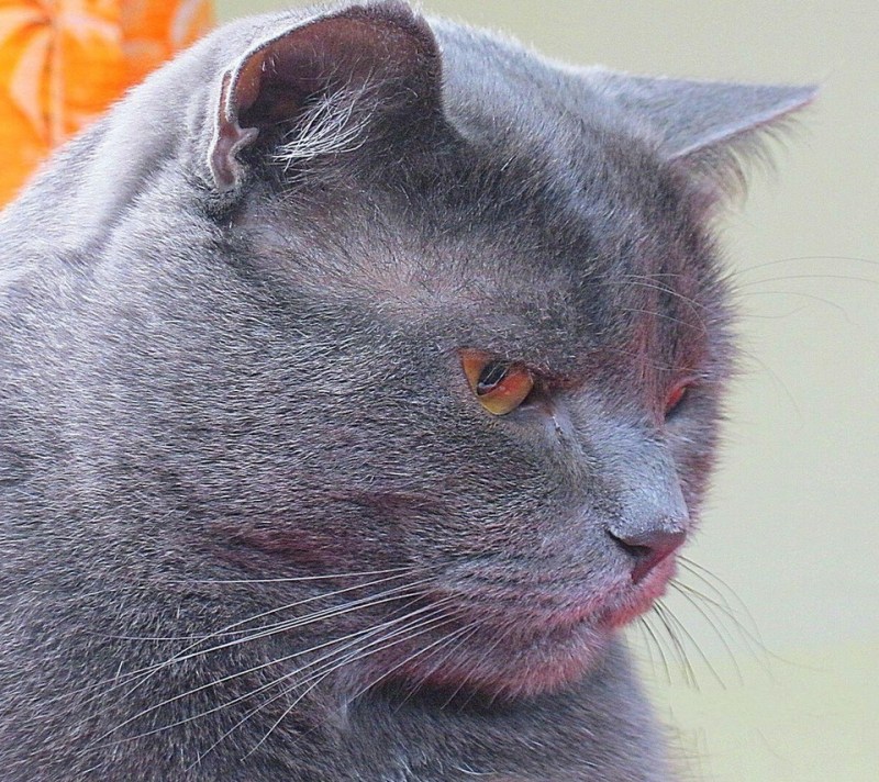 Сиамская вислоухая кошка серая